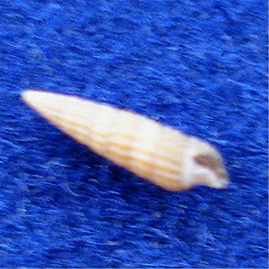 triphora??